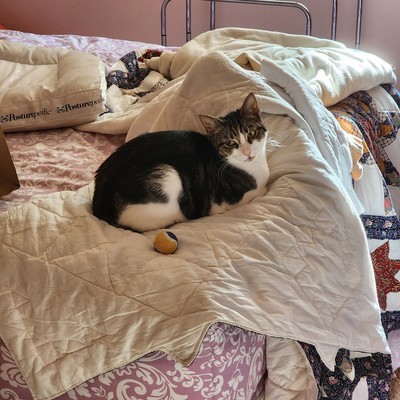 Tully, a brown and white short-haired tabby, looking almost too-photogenic, while lying on the guest bed with her favorite toy.