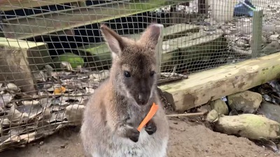 印刷可能 ワラビー かわいい オーストラリア ワラビー かわいい