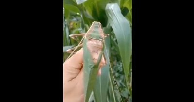 ★昆虫標本★【オオクツワムシ】マレーシア産Archbacris tenuipes 亀の子清田: 