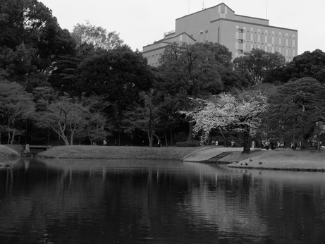 小石川後楽園2: 桜と水面